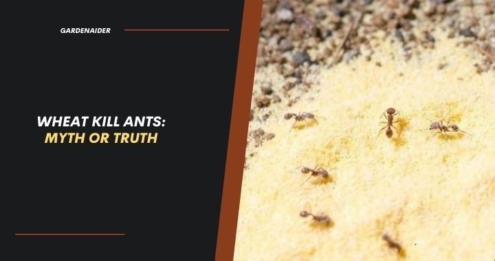 Does Cream of Wheat Kill Ants