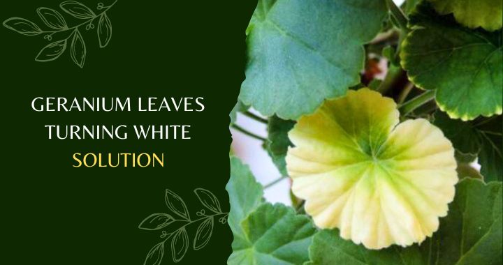 Geranium Leaves Turning White