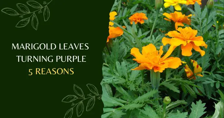 Marigold Leaves Turning Purple