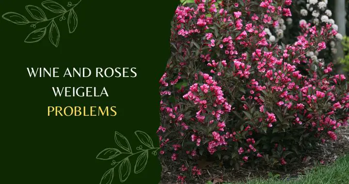 Wine And Roses Weigela Problems