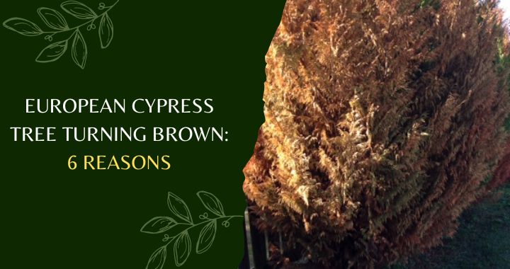 European Cypress Tree Turning Brown
