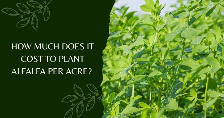 How Much Does It Cost to Plant Alfalfa Per Acre